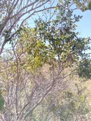 Mundulea