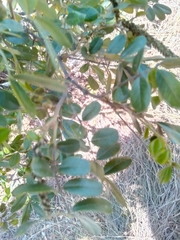 Mundulea