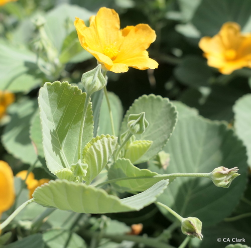 Sida fallax observed 2018-10-02