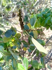 Mundulea