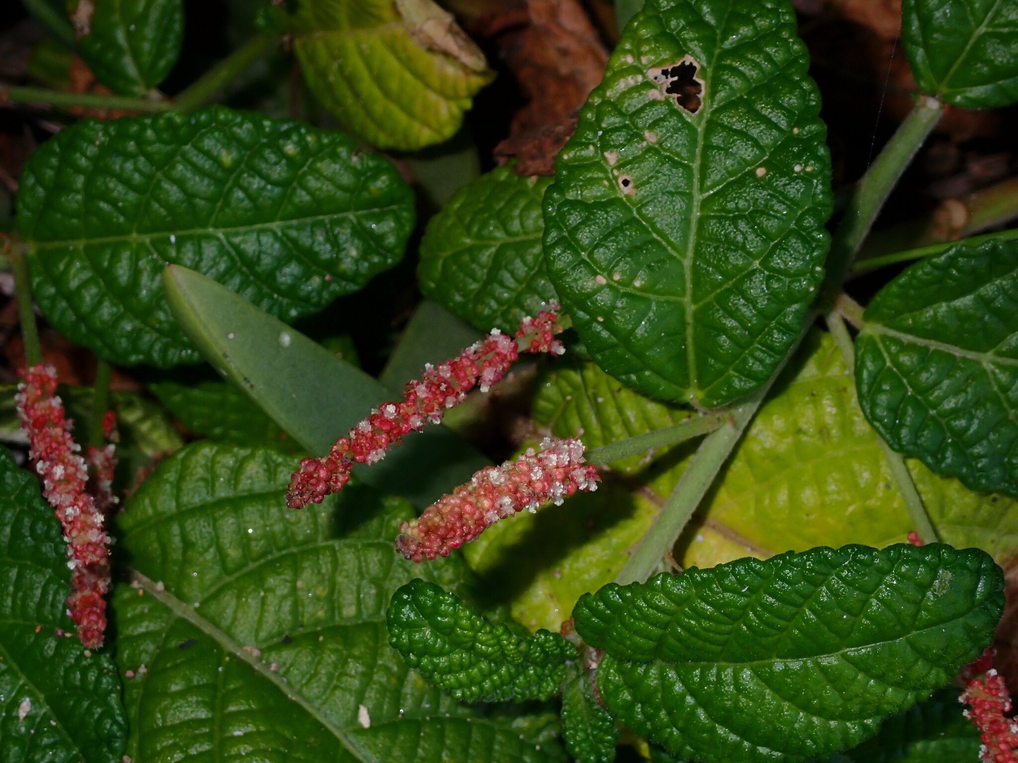 Acalypha nemorum 4