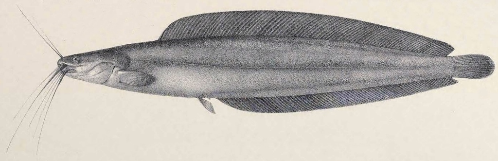 Clarias werneri