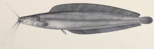 Werner's catfish