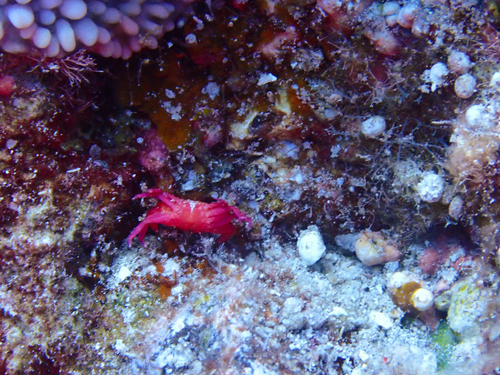 red liomera
