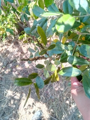Mundulea