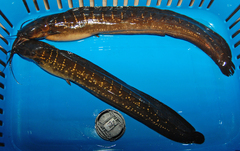Slender Walking Catfish photo 3