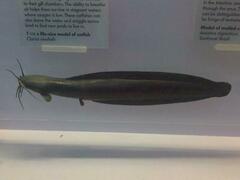 Slender Walking Catfish photo 5