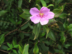 Melastoma septemnervium