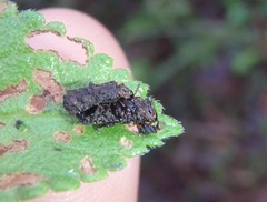 Octotoma scabripennis