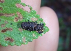 Octotoma scabripennis