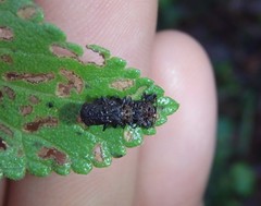 Octotoma scabripennis