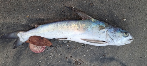 Chili-zeemeerval (Notarius troschelii) — Ariidae — 3
