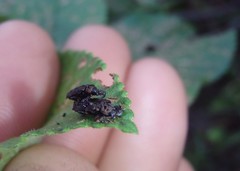 Octotoma scabripennis