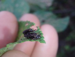 Octotoma scabripennis