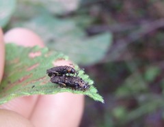 Octotoma scabripennis