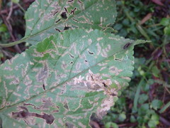 Octotoma scabripennis