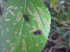 Octotoma scabripennis