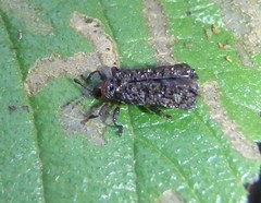 Octotoma scabripennis