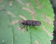 Octotoma scabripennis