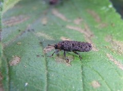 Octotoma scabripennis