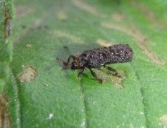 Octotoma scabripennis