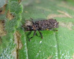 Octotoma scabripennis