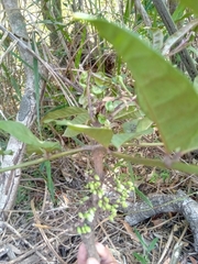 Colea