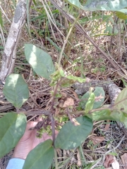 Colea