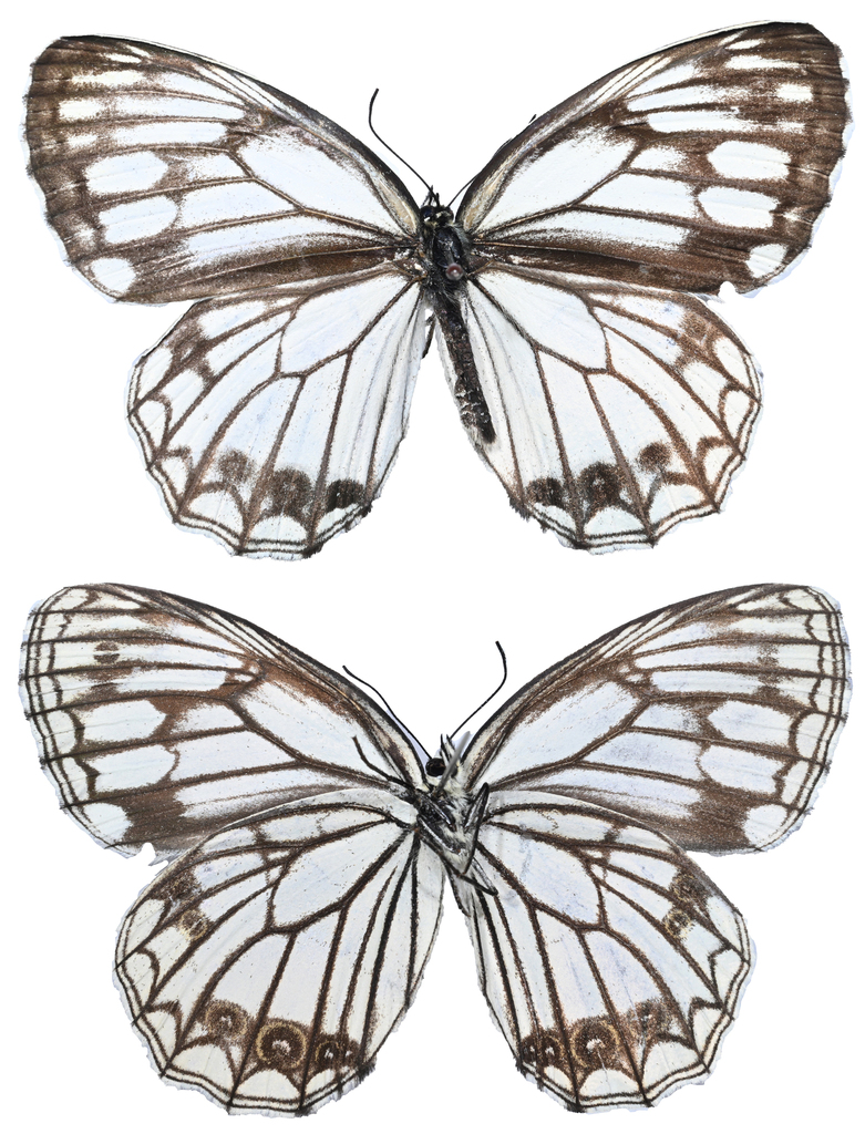 Melanargia montana