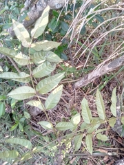 Colea