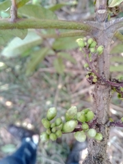 Colea