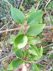 Psorospermum