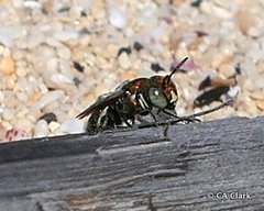 Ceratina smaragdula