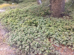 Rhododendron columbianum