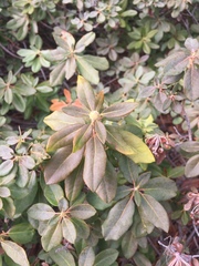 Rhododendron columbianum