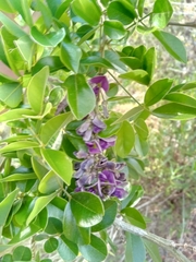 Mundulea