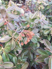 Rhododendron columbianum