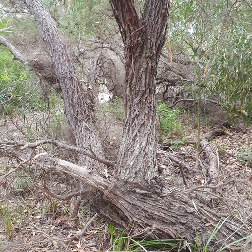 Image of Black-Ash (Eucalyptus sieberi) by (c) ronavery, some rights reserved (CC BY)