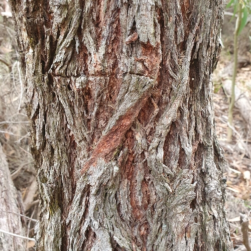 Image of Black-Ash (Eucalyptus sieberi) by (c) ronavery, some rights reserved (CC BY)