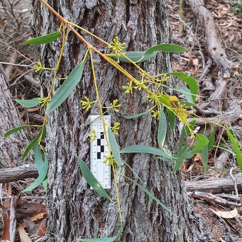 Image of Black-Ash (Eucalyptus sieberi) by (c) ronavery, some rights reserved (CC BY)
