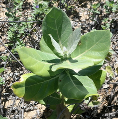 Calotropis