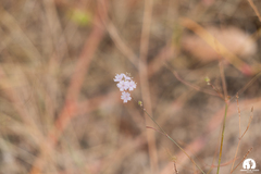 Boerhavia xantii