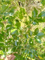 Mundulea