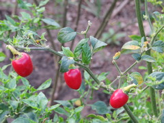 Capsicum annuum