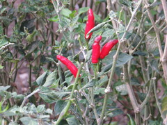 Capsicum annuum