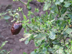 Capsicum annuum