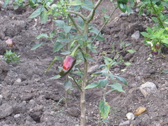 Capsicum annuum