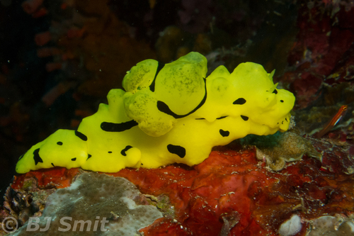 Notodoris minor