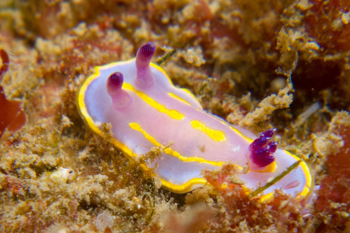 Felimida krohni (Vérany, 1846)