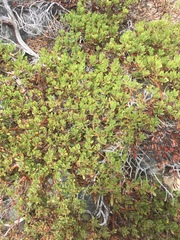 Arctostaphylos nevadensis